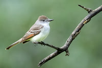 Ash-throated Flycatcher