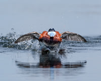 Ruddy Duck