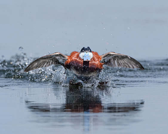 Ruddy Duck