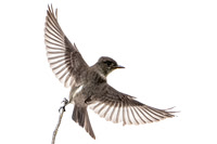 Olive-sided Flycatcher