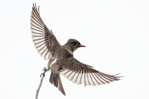 Olive-sided Flycatcher