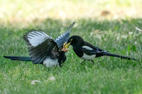 Yellow-billed Magpie