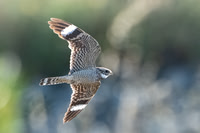 Lesser Nighthawk