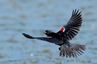 Tricolored Blackbird
