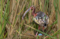White-faced Ibis