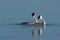 Clark's Grebe/Western Grebe