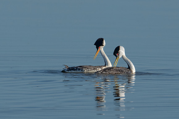 Clark's Grebe/Western Grebe
