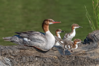 Common Merganser