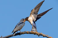Barn Swallow