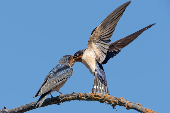 Barn Swallow