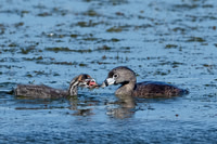 Pied-billed Grebe