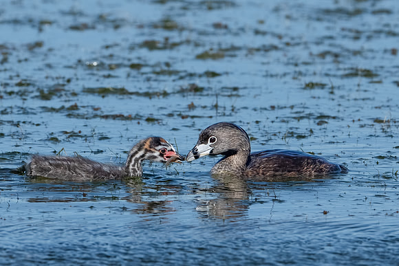Pied-billed Grebe