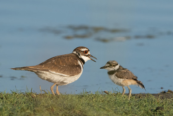 Killdeer