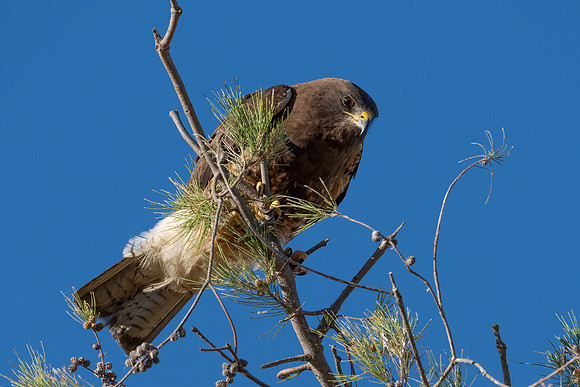 Swainson's Hawk