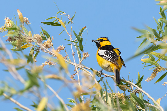 Bullock's Oriole