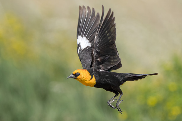 Yellow-headed Blackbird