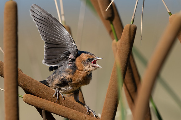 Yellow-headed Blackbird