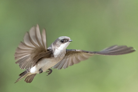 Tree Swallow