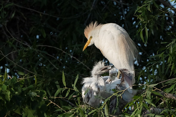 Western Cattle Egret