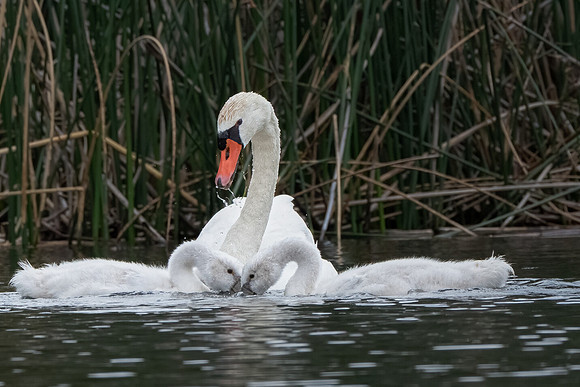 Mute Swan