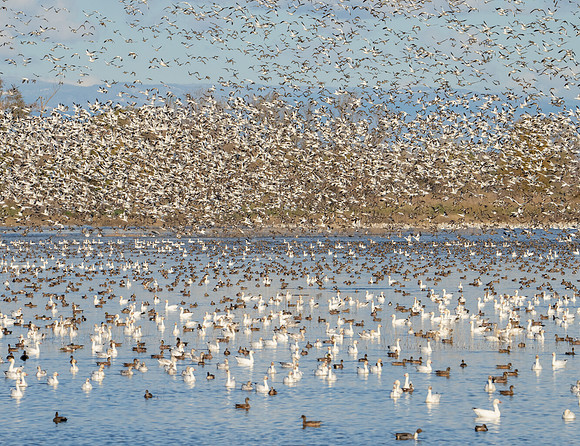 Snow Goose Flyup