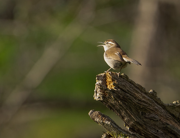 Bewick's Wren