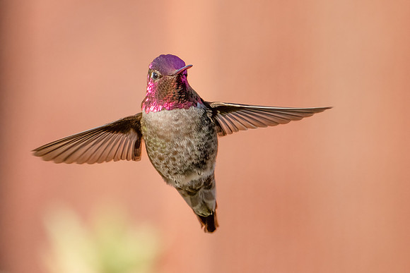 Anna's Hummingbird