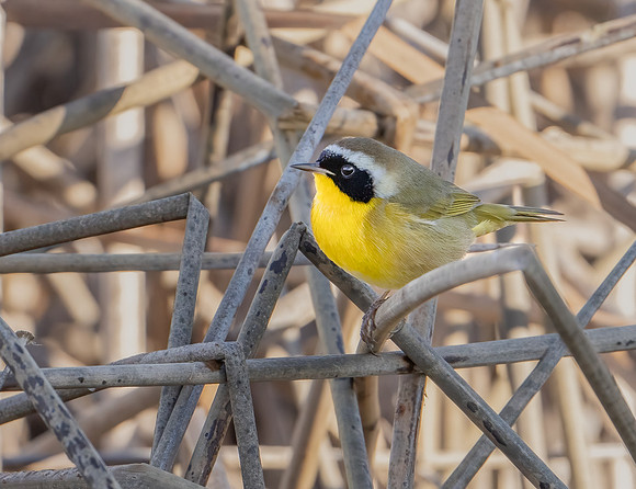 Common Yellowthroat