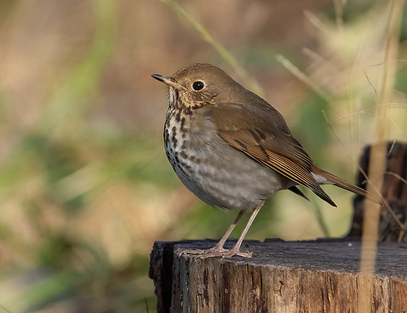 Hermit Thrush