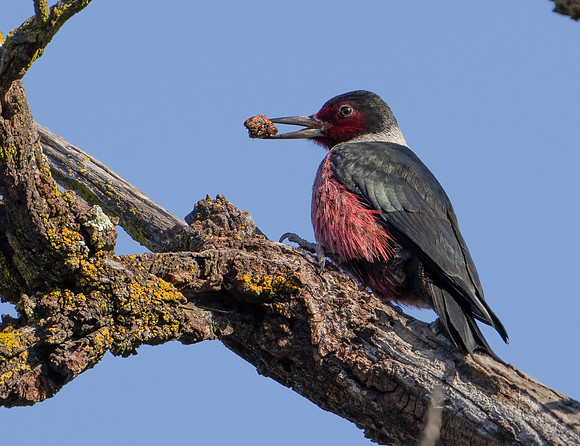 Lewis's Woodpecker