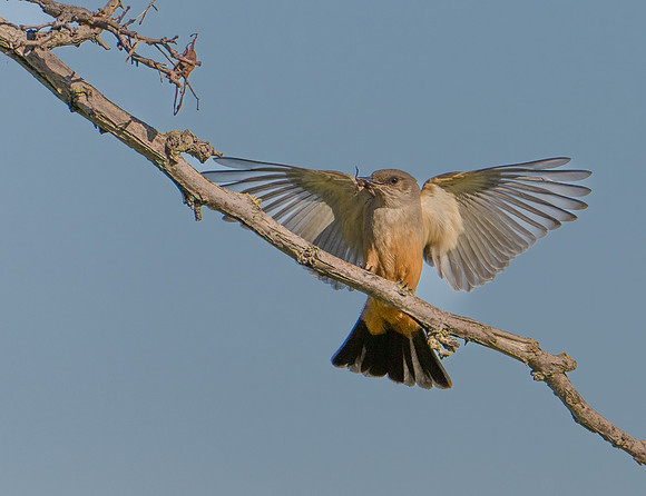 Say's Phoebe