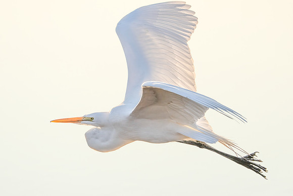 Great Egret