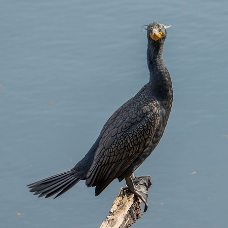 Double-crested Cormorant