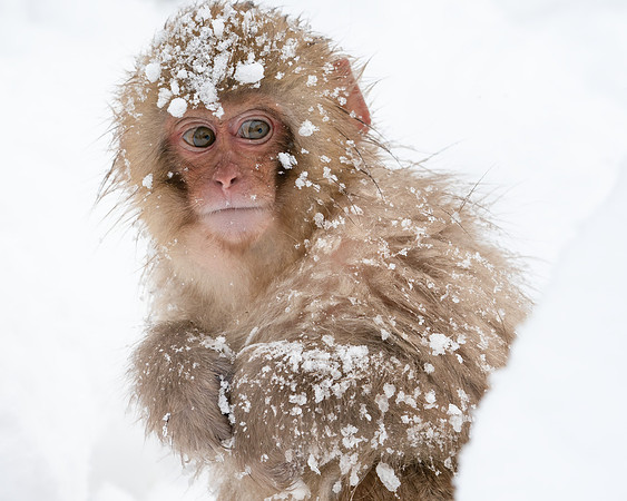 Baby Monkey in Snow