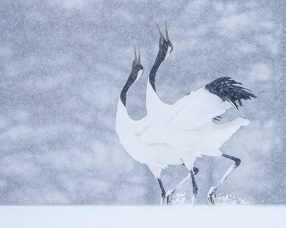 Crane pair dance