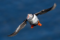 Atlantic Puffin