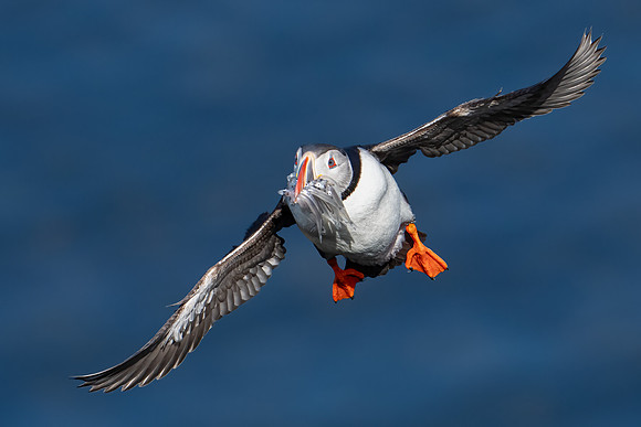 Atlantic Puffin