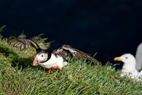 Atlantic Puffin