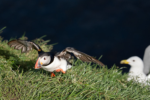 Atlantic Puffin