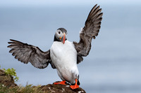 Atlantic Puffin