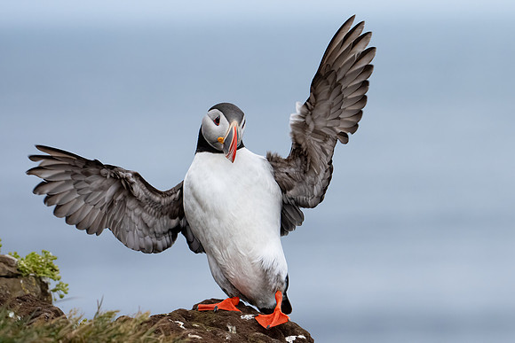 Atlantic Puffin