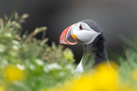 Atlantic Puffin