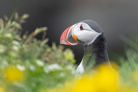 Atlantic Puffin