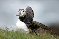 Atlantic Puffin