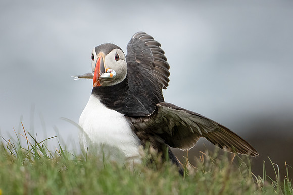 Atlantic Puffin