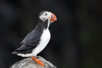 Atlantic Puffin
