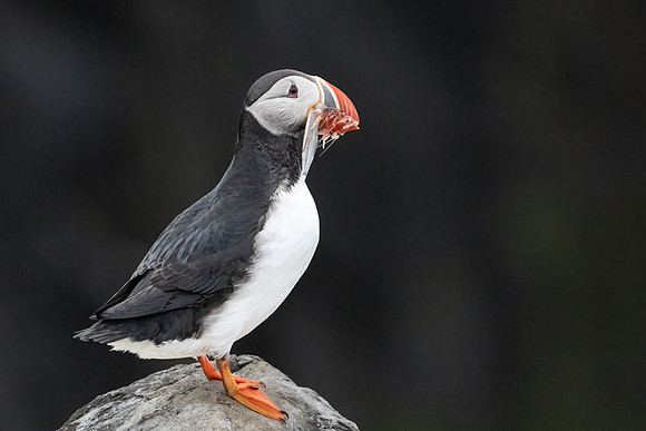 Atlantic Puffin