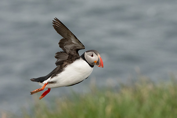 Atlantic Puffin