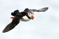 Atlantic Puffin