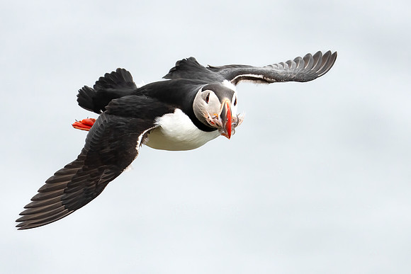 Atlantic Puffin